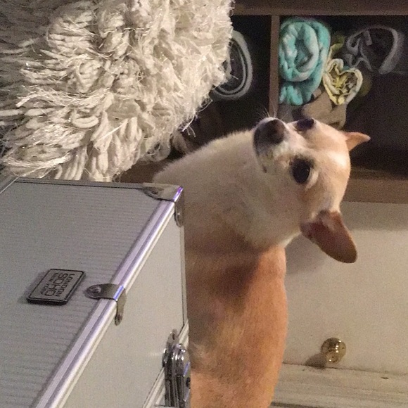 Meet your Posher, Gracie - Picture 1 of 1